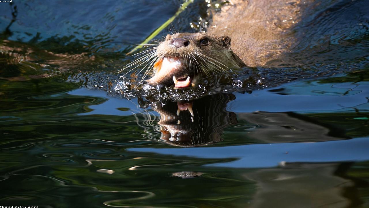 Otters Back in Rotterdam